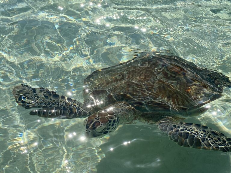 No Plan B Turtle