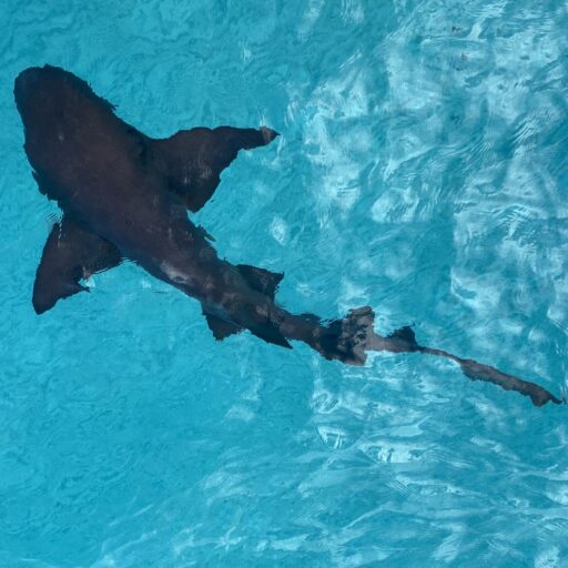 Sharks in the Exumas